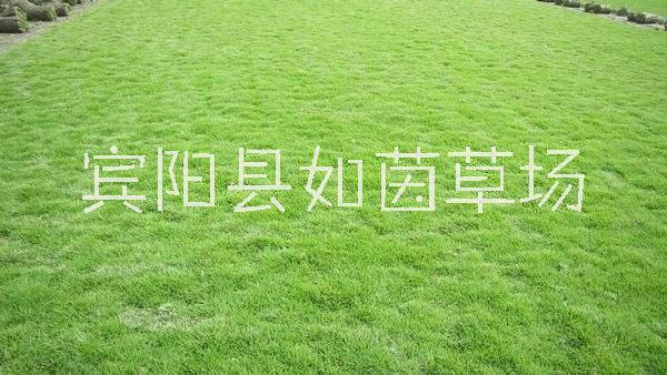 广西马尼拉草坪基地、供应商、自产自销【宾阳县如茵草场】图片
