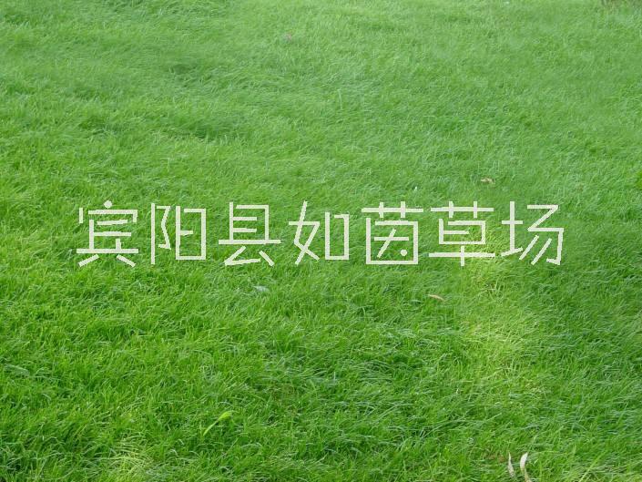 洛阳供应马尼拉草坪厂家、批发商、报价【宾阳县如茵草场】图片