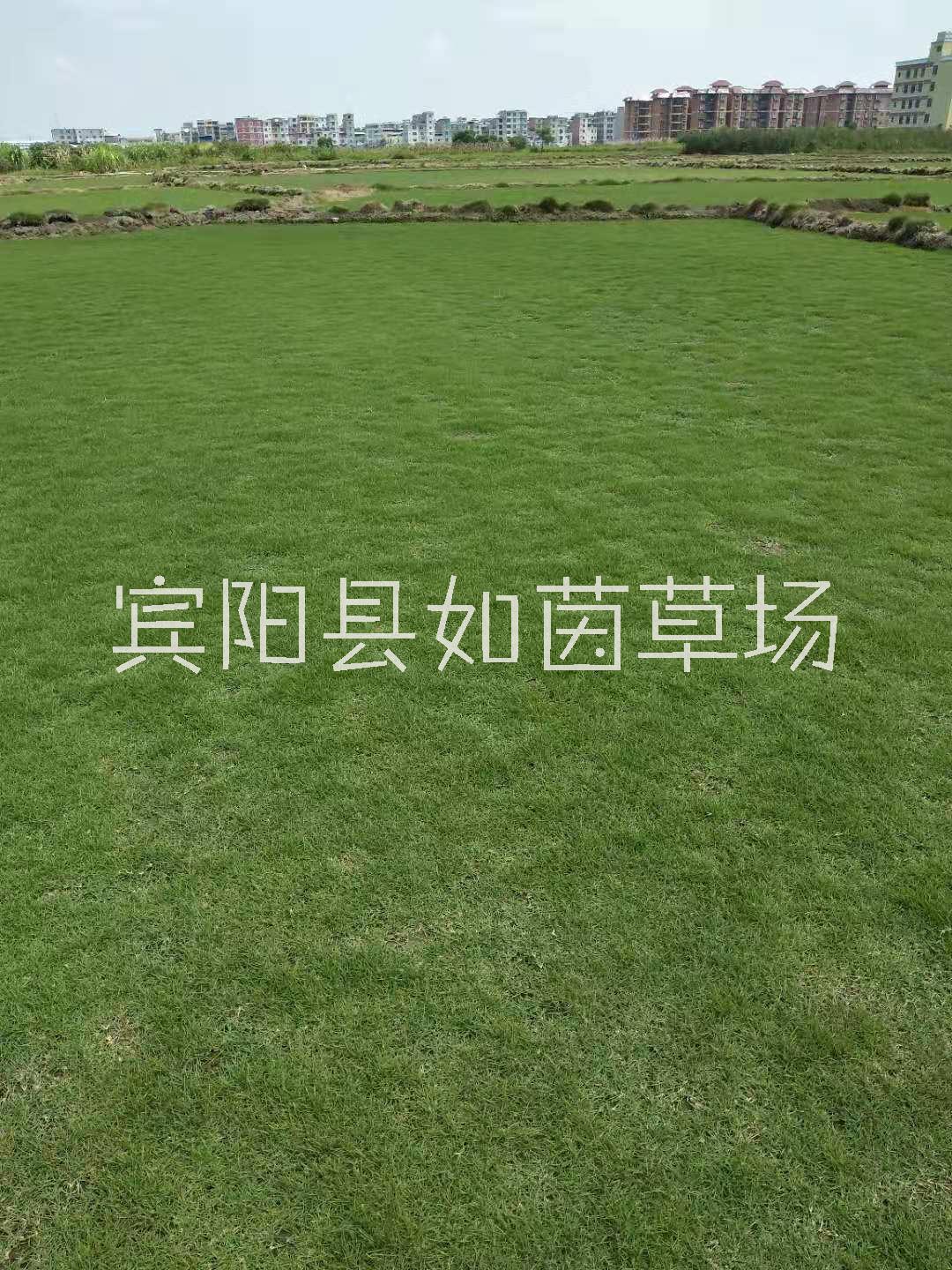 广东马尼拉草坪报价、批发商、供应商 【宾阳县如茵草场】图片