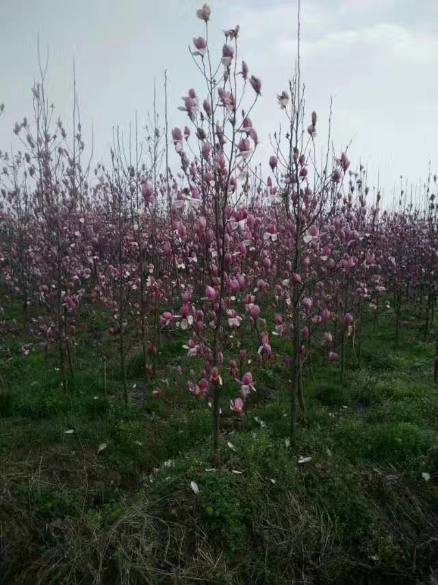 滁州市紫玉兰价格厂家滁州市紫玉兰价格--哪里有广玉兰卖 -红玉兰销售电话