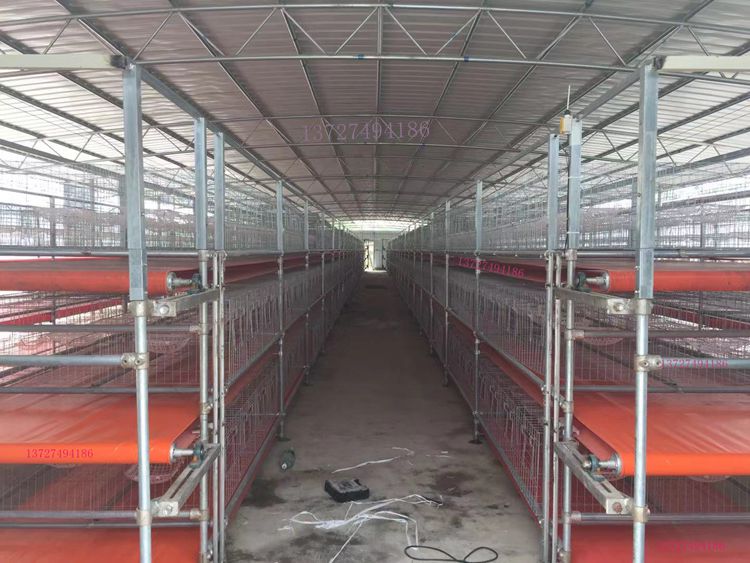 生产鸡场自动喂料机 生产鸡场自动喂料机  传送带清粪
