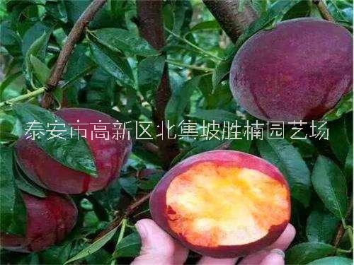 陕西春丽桃树苗基地直销，陕西哪里有春丽桃树苗出售，长期出售各种规格春丽桃树苗种植基地