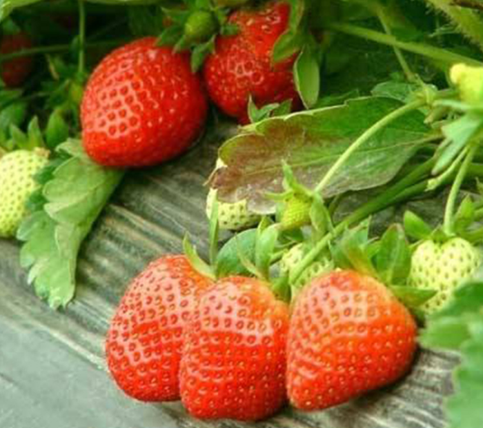 河南草莓苗一手供应商，河南草莓苗批发、河南草莓苗基地一手报价图片