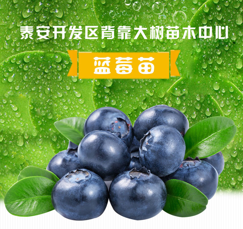 泰安蓝莓苗种植基地、蓝莓苗一手供应商、山东蓝莓苗批发销售图片
