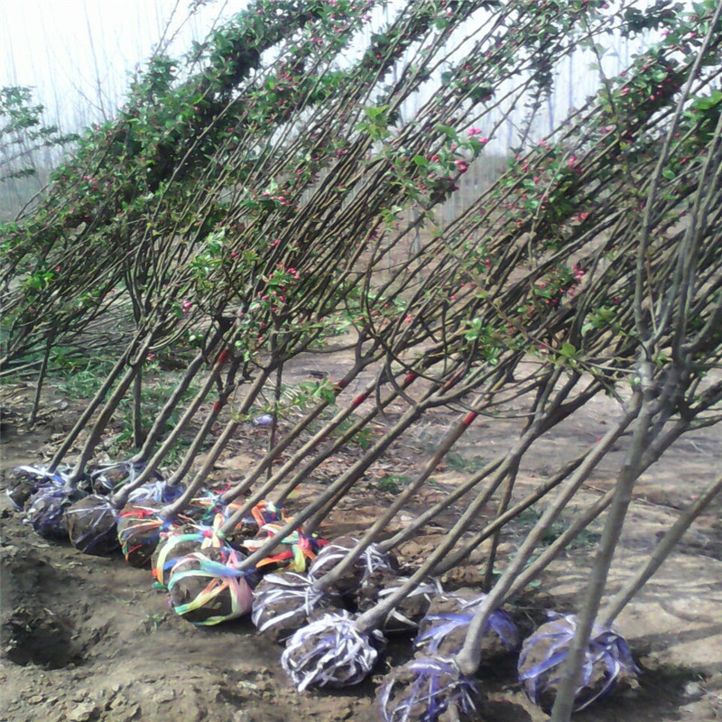 山东泰安冬红果海棠种植基地批发价格