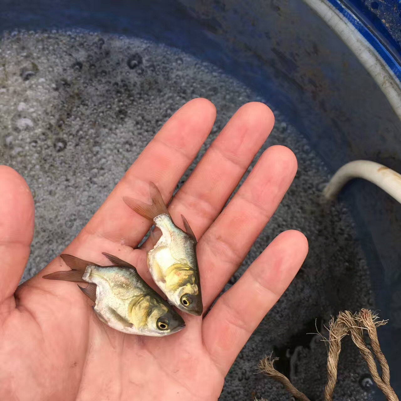 缩骨大头鱼苗 缩骨花鲢鱼苗缩骨大头鱼苗 缩骨花鲢鱼苗 缩骨鳙鱼苗 金大头鱼苗