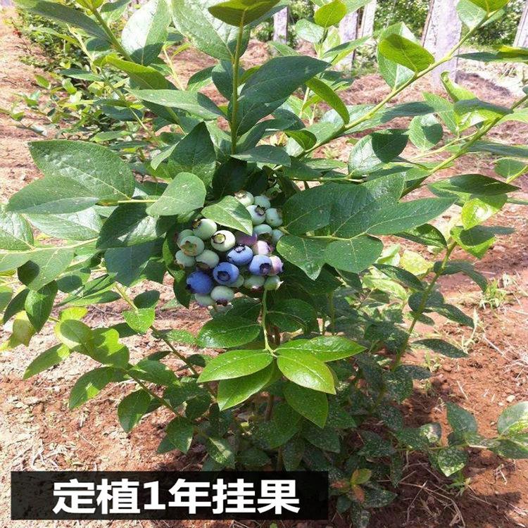 蓝莓苗蓝莓苗有哪些品种 ，适合南方种植的蓝莓品种