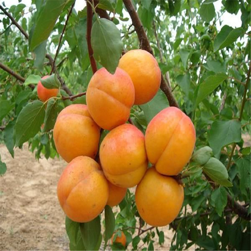 凯特杏树苗批发基地 2公分杏树苗价格 金太阳杏树苗 没有毛的珍珠油杏苗