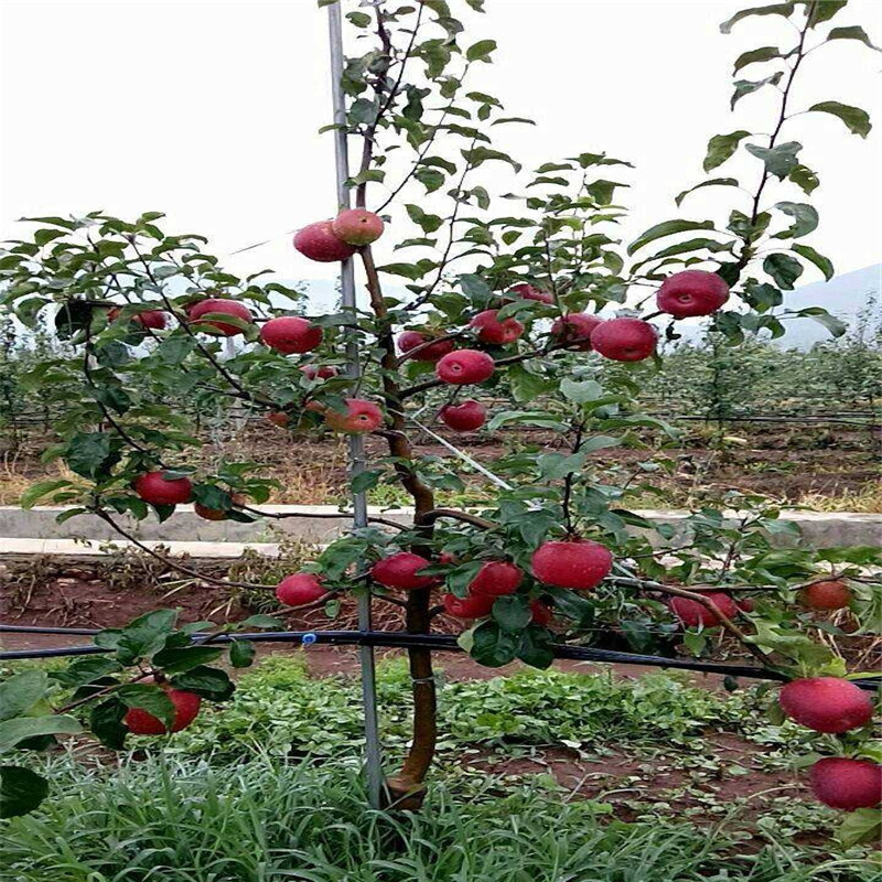 矮化苹果苗矮化苹果苗批发 苹果苗多少钱一珠 1公分苹果树价格