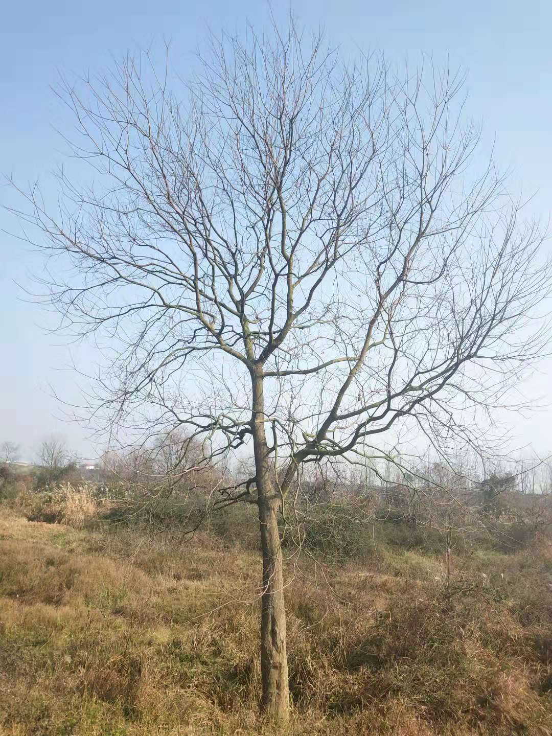 长沙乌桕树多少钱一颗_乌桕供货商_乌桕树价格图片