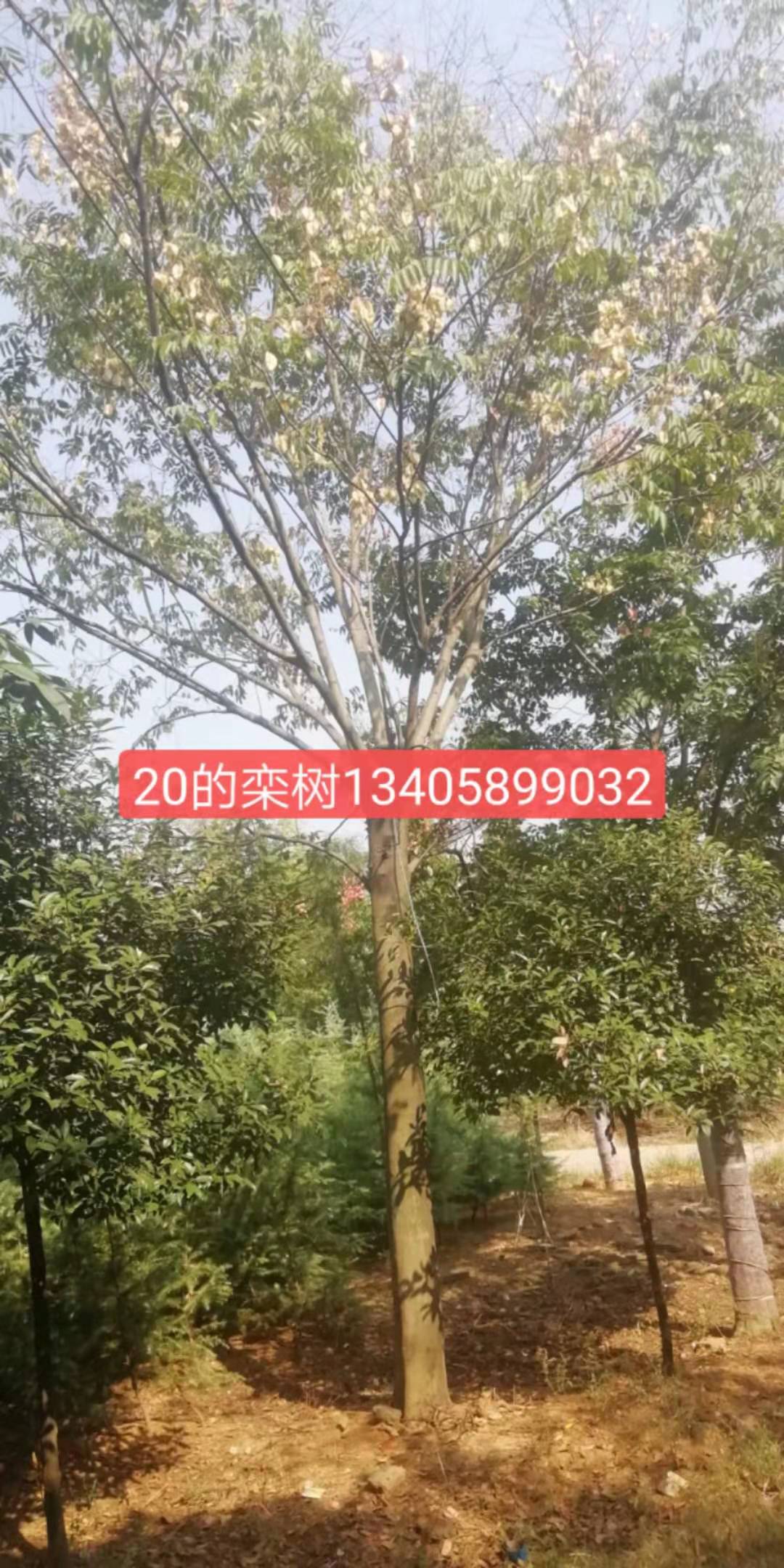 南京宗杰绿化苗木电话、绿化苗木基地、宗杰提供多种规格绿化苗木图片