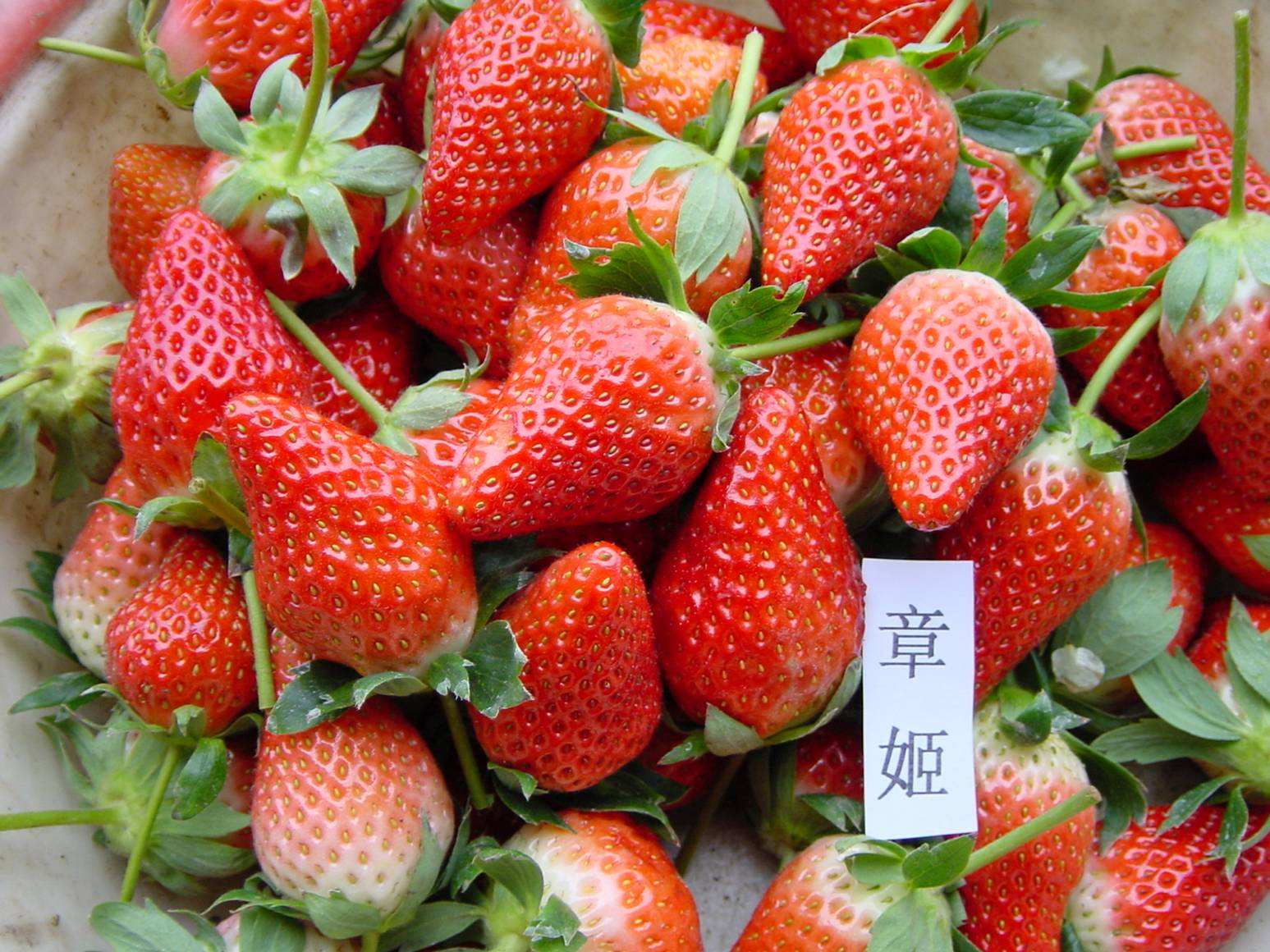 泰安市章姬草莓苗批发-供应商-报价-基地图片