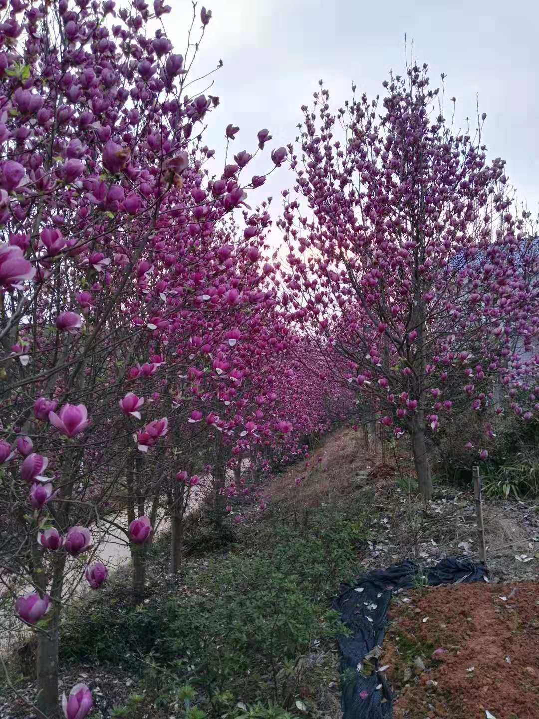 湖南长沙浏阳3-20公分紫玉兰直销苗木基地图片