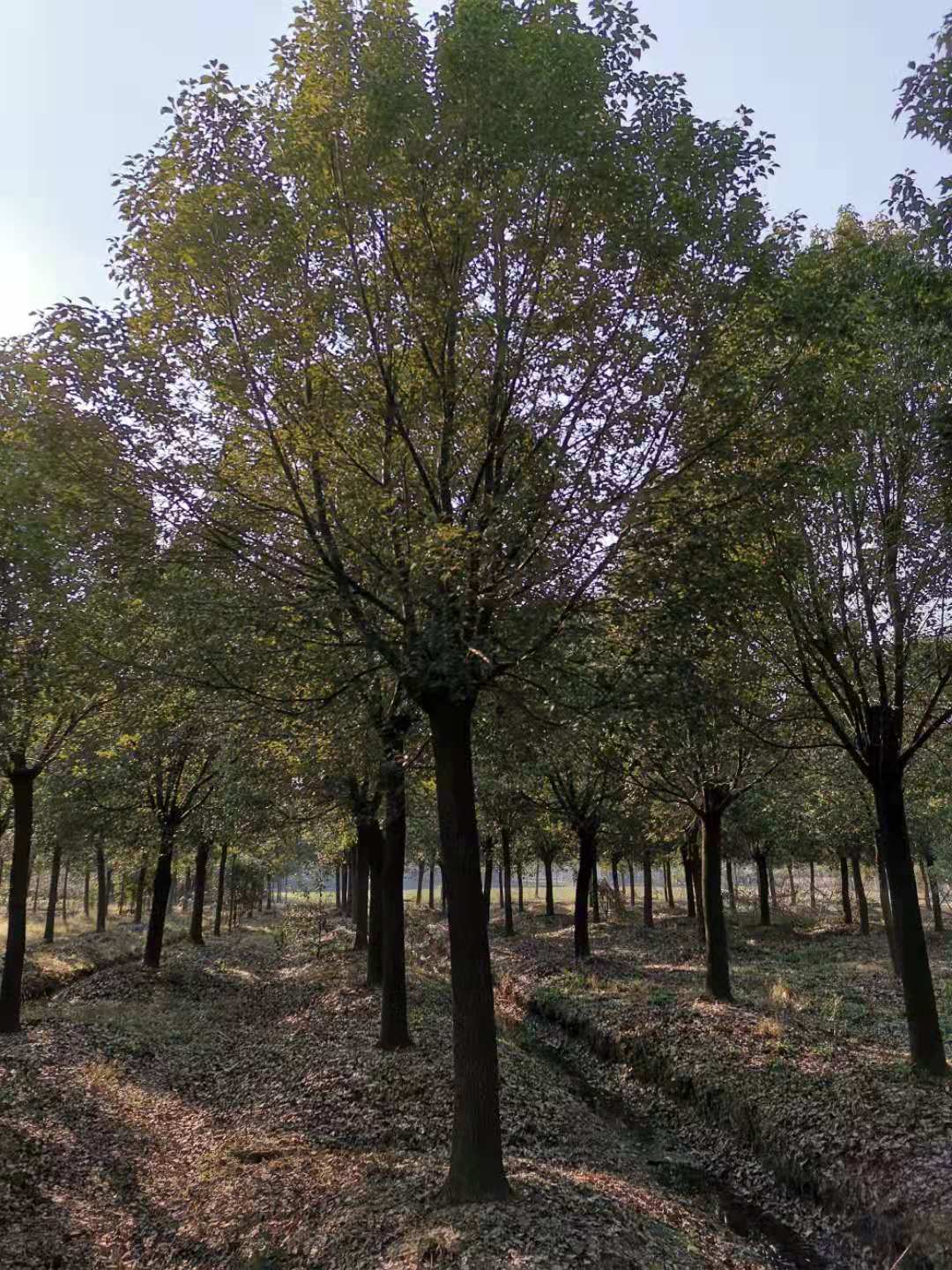 浙江香樟树种植基地-批发价格-多少钱-哪里有-联系方式图片