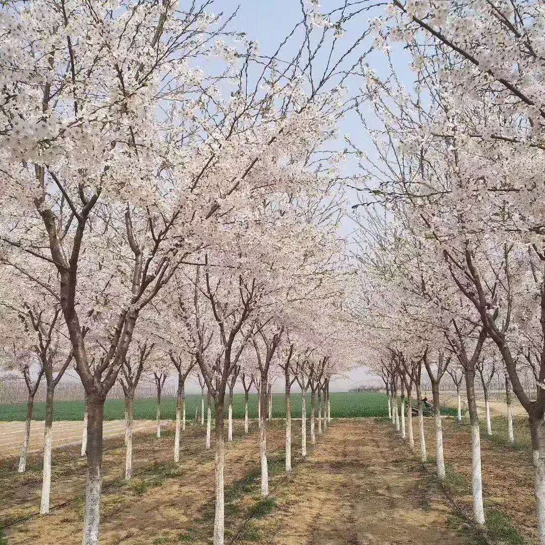 徐州市樱花树厂家