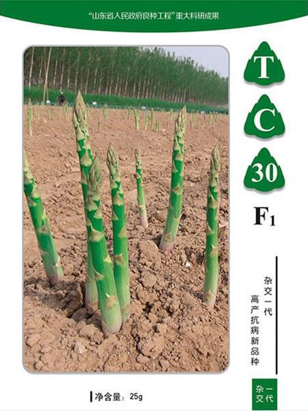 TC30f1芦笋种子@山东曹县芦笋种子生产基地图片