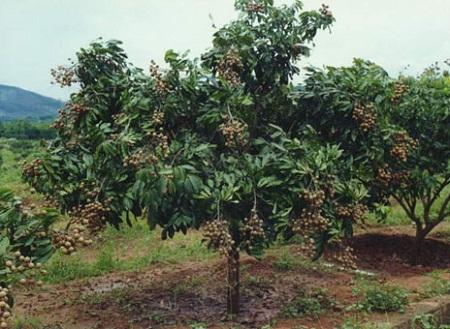 供应龙眼苗产地 广西龙眼树示范场 玉林三大品种龙眼