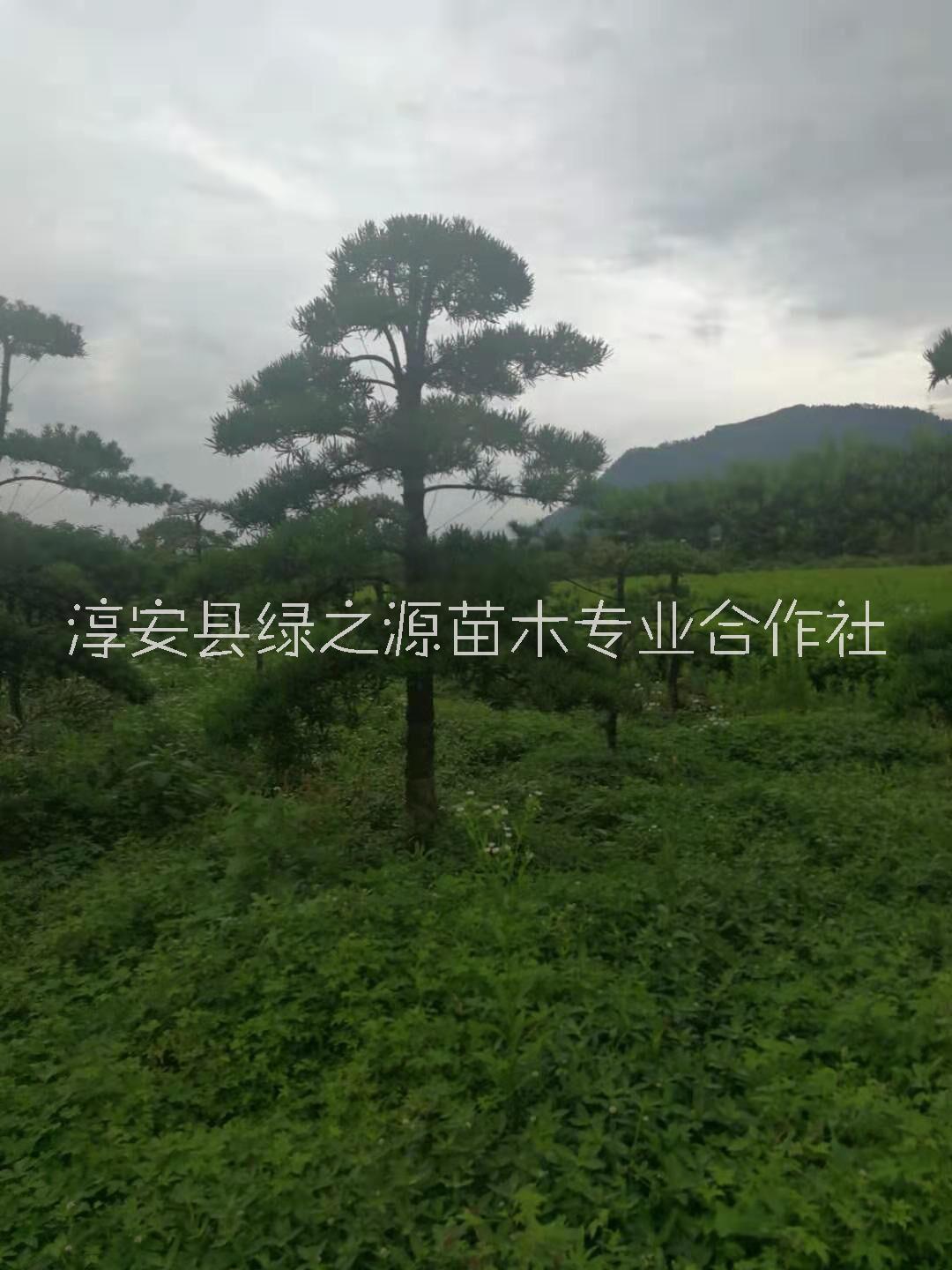 杭州市造型罗汉松树厂家浙江造型罗汉松树苗木种植基地批发价格