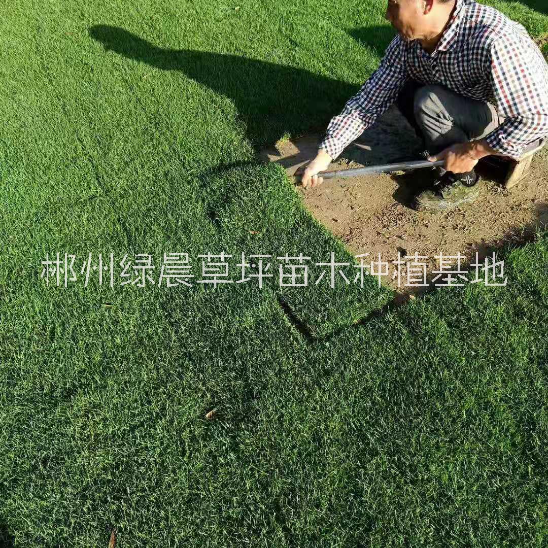 马尼拉草坪供应价格、价钱、批发【郴州绿晨草坪苗木种植基地】