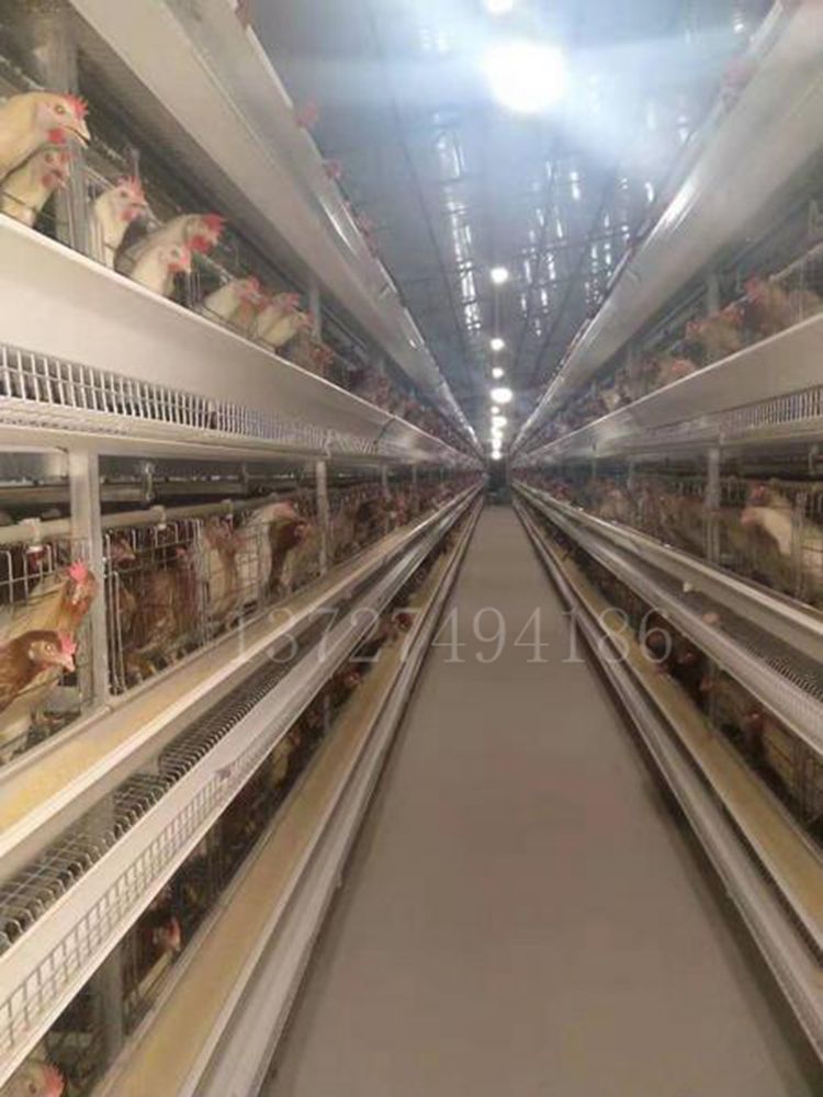 佛山市大型养殖机 白鸽 鸡 鹌春 鹧菇厂家