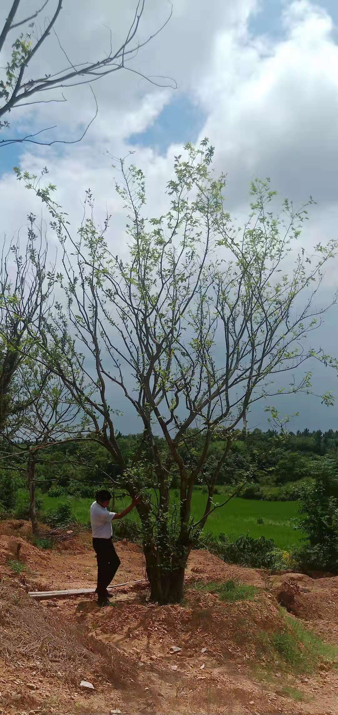 丛生朴树种植基地丛生朴树种植基地，批发，价格，报价