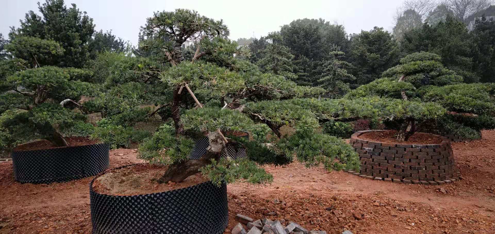 长沙市益阳榆树桩厂家益阳榆树桩、种植、基地、批发、价格、厂家直销 【湖南省长沙市浏阳市赛千苗木种植专业合作社】