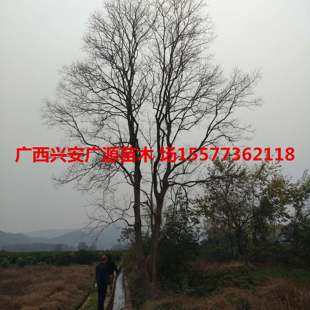 30乌桕树图片