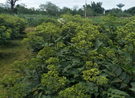 吴茱萸苗批发_种植基地_哪家好商_供应商_联系方式_报价