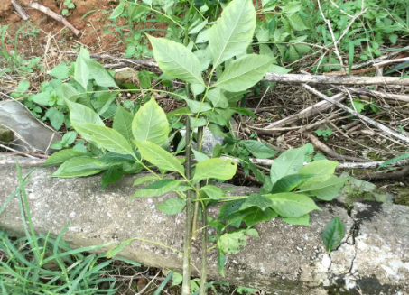 吴茱萸枝条批发_种植基地_哪家好商_供应商_联系方式_报价