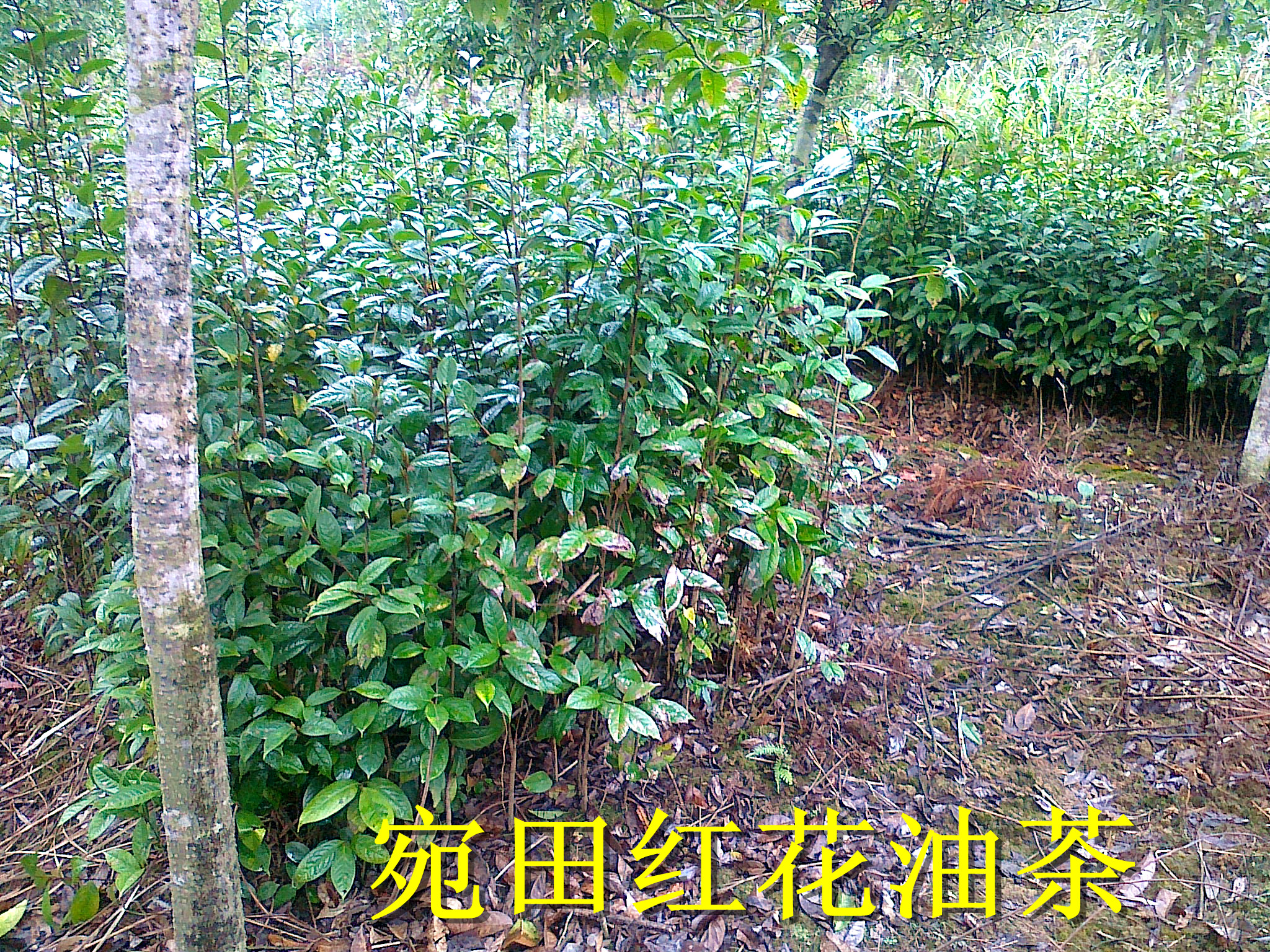 广西南宁市30公分宛田红花油茶批发-种植技术图片