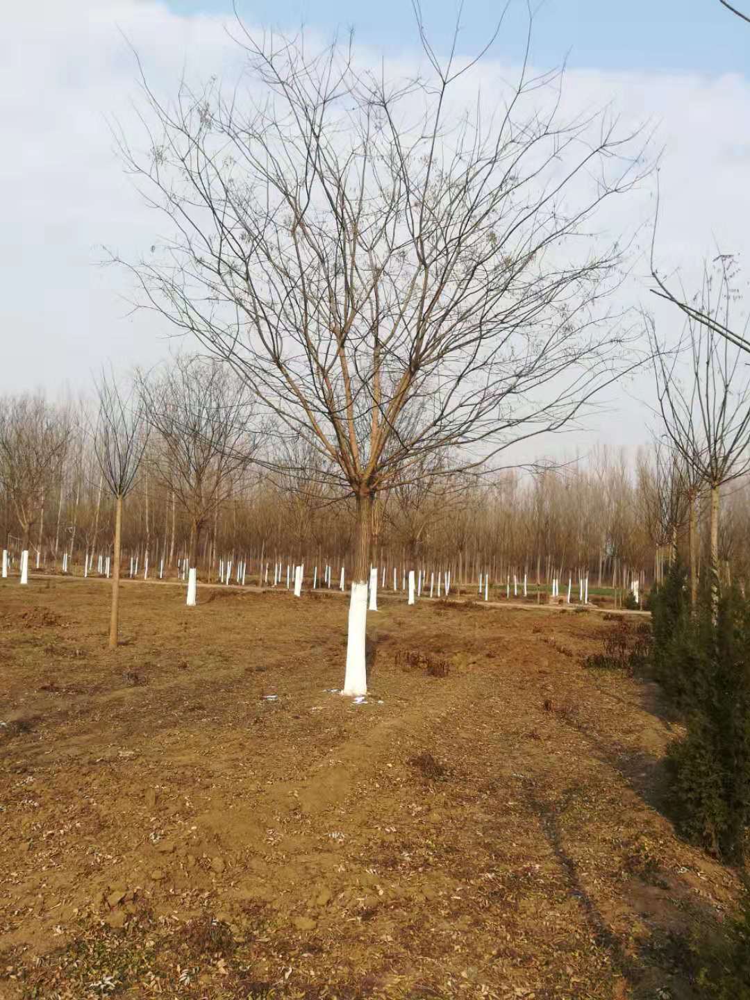 安徽12-22公分国槐 三米定杆4年冠，精品树批发基地价格图片