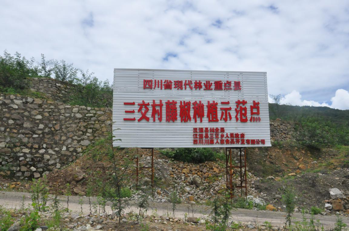 四川汉源青花椒报价，价格，种植基地