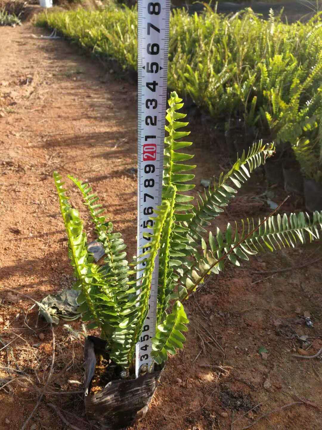 排骨草肾蕨 高25cm 专业种植排骨草 绿化地被苗图片