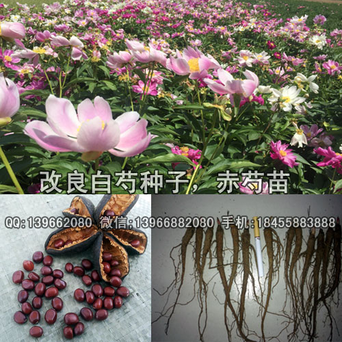 赤芍种苗,优良品种赤芍苗批发,白花赤芍种苗价格,芍药苗,白花赤芍苗,改良白芍苗,赤芍小苗,赤芍芽子图片