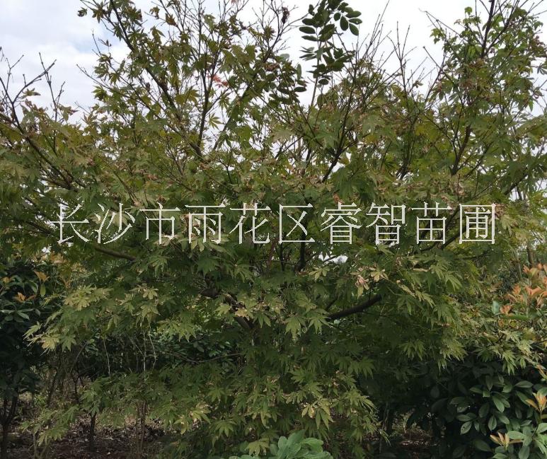 基地批发精品日本红枫树木 三季红枫工程绿化树木 行道风景树