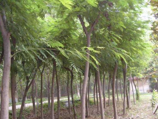 杭州合欢苗木种植批发基地销售价格