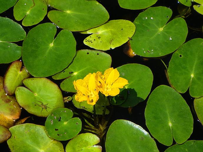 贵州荇菜基地，贵州水生植物基地 浮叶植物批发，价格 叶片形睡莲，小巧别致，鲜黄色花朵挺出水面，花多且花期长，是庭院点缀
