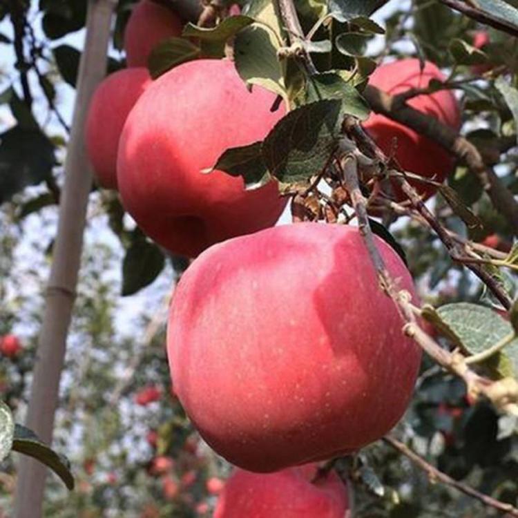 泰安市苹果苗多少钱一棵厂家