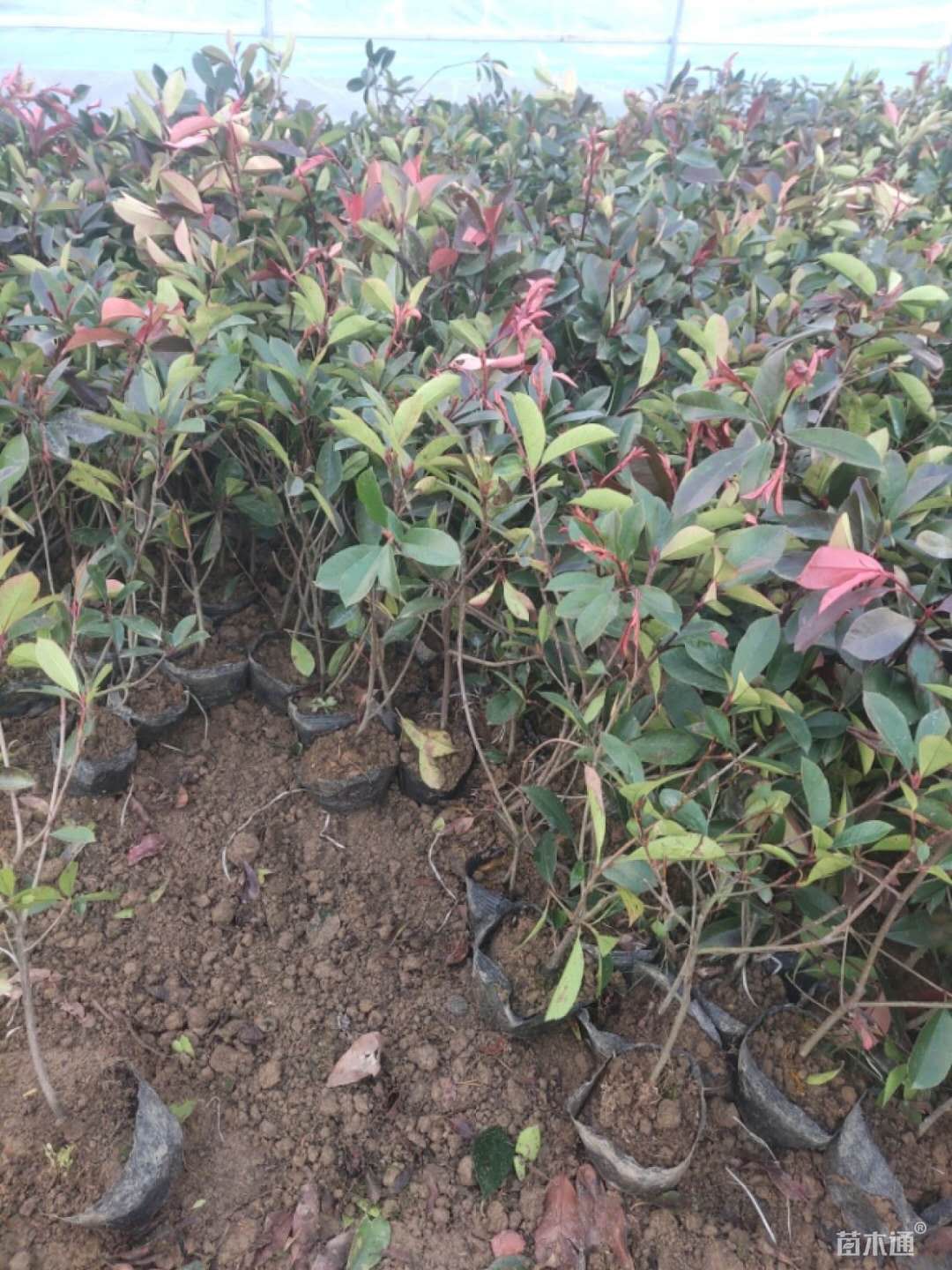 山东潍坊红叶石楠种植基地批发价格