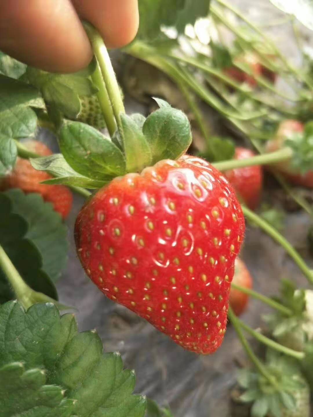昆明草莓苗基地，昆明草莓苗批发价格，昆明哪里有草莓苗卖？