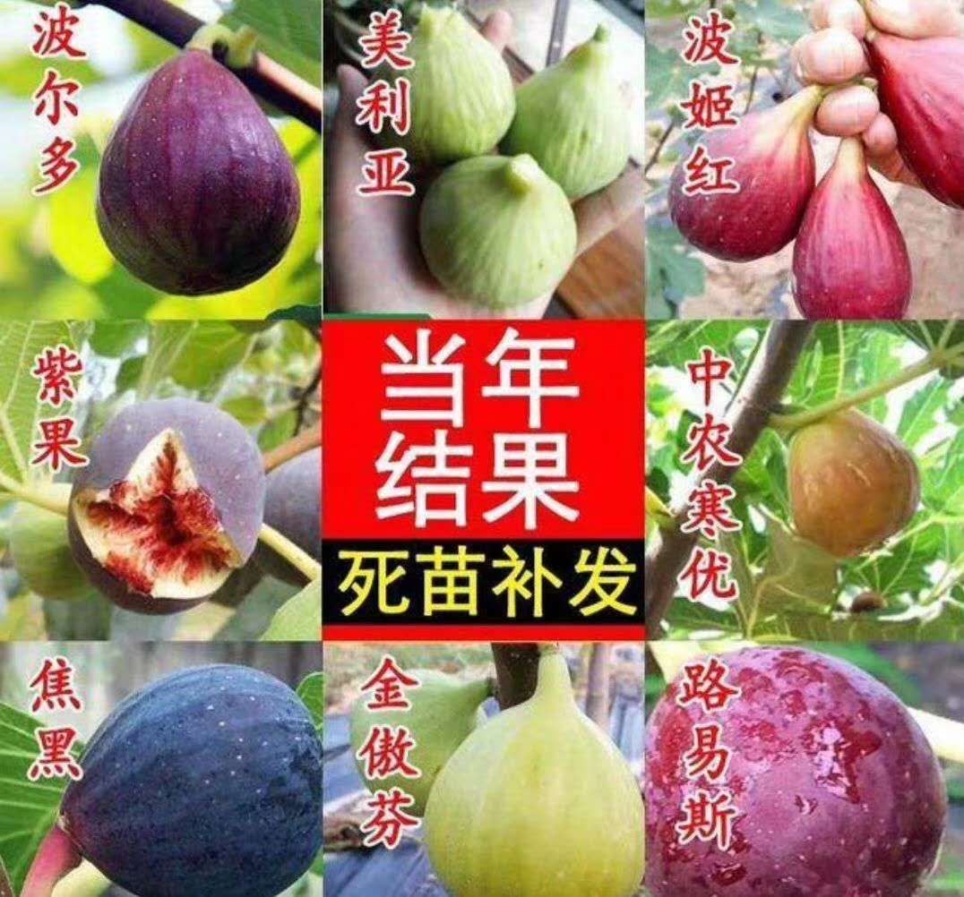 山东泰安1公分无花果苗基地，2公分无花果苗，1年生 2年生 批发，价格，多少钱，哪里有卖，无花果苗价格