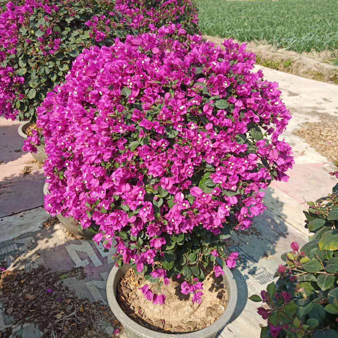紫色三角梅紫色三角梅树批发价格、漳州紫色三角梅种植