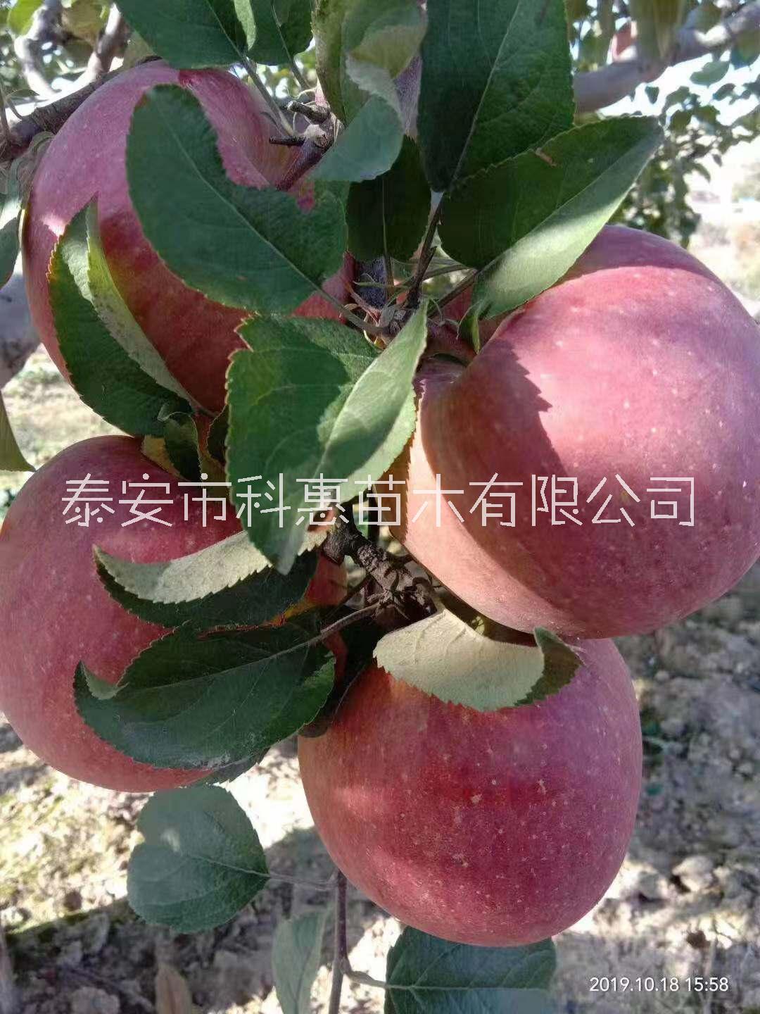 云南苹果苗批发，价格，种植基地【泰安市科惠苗木有限公司】