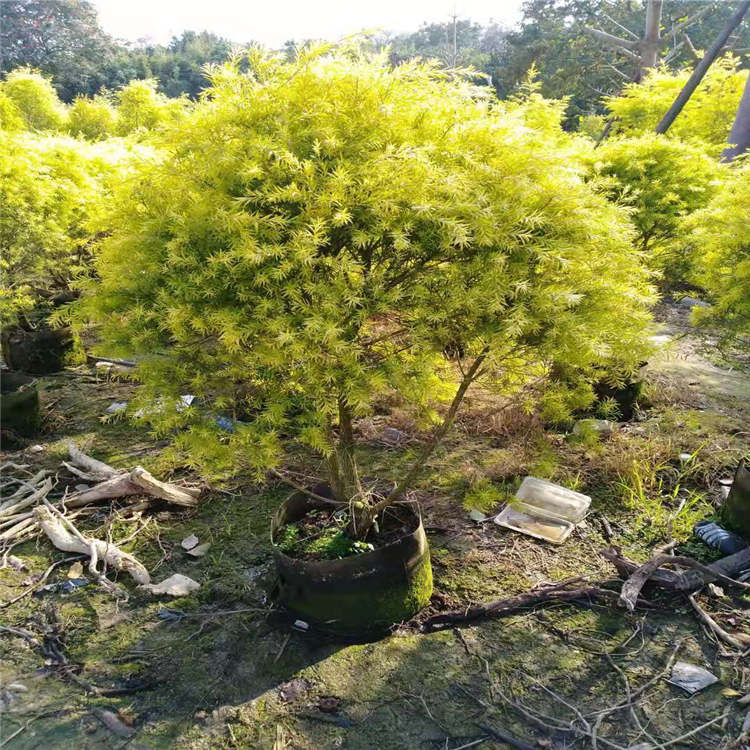 黄金香柳盆景树种植户 福建黄金香柳盆景树价格