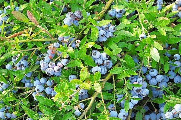 山东泰安蓝莓苗基地,2020年果苗批发，价格，哪里有卖？多少钱一颗
