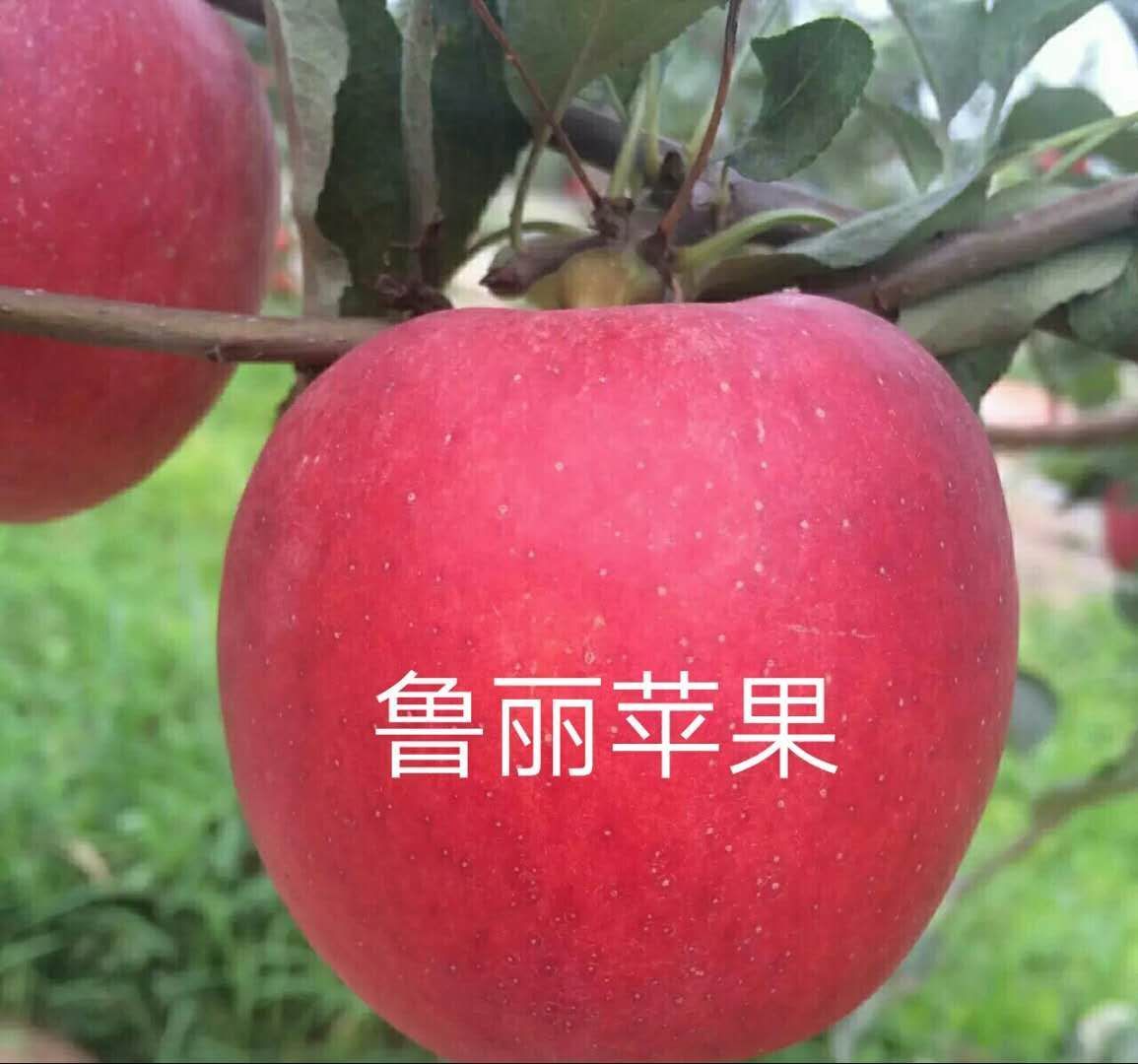 山东泰安鲁丽苹果苗基地,2020年果苗批发，价格，哪里有卖？多少钱一颗