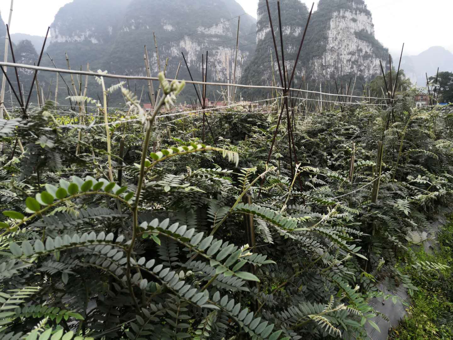 药材山豆根苗 山豆根苗批发 贵州种植基地直销 山豆根苗价格