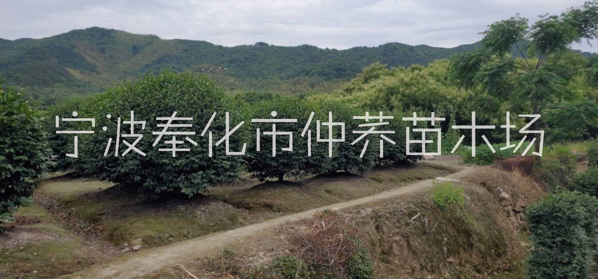 宁波茶梅球种植基地宁波茶梅球种植基地报价批发