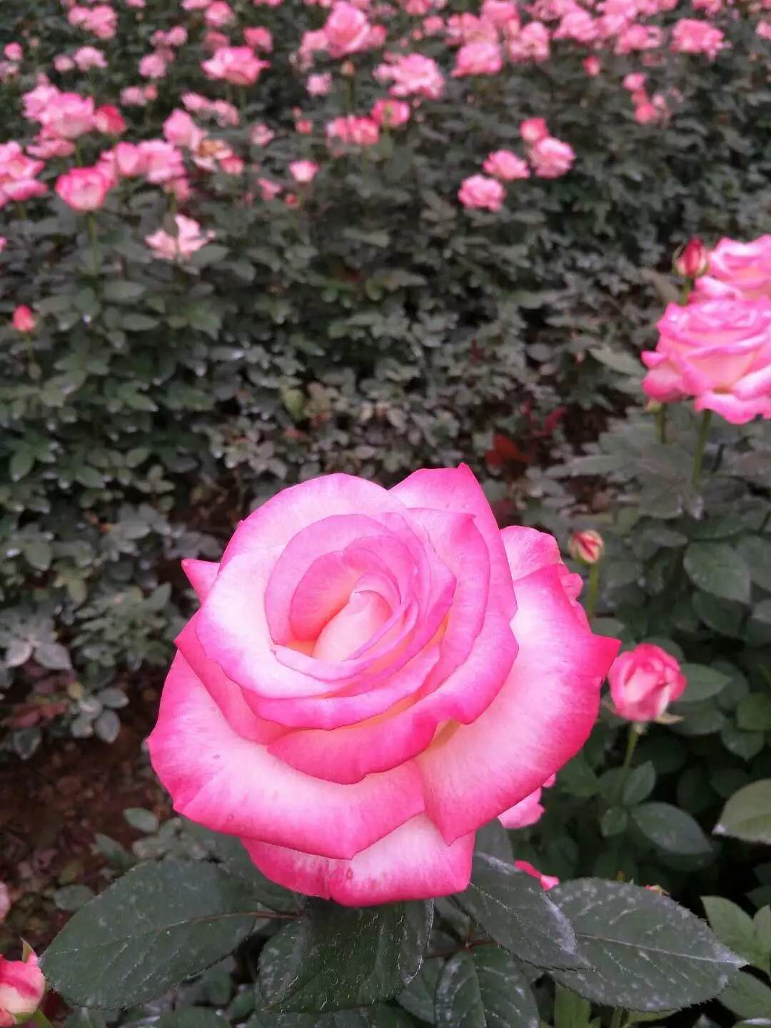 迪威娜玫瑰苗报价 迪威娜玫瑰苗供应商 云南迪威娜玫瑰苗图片