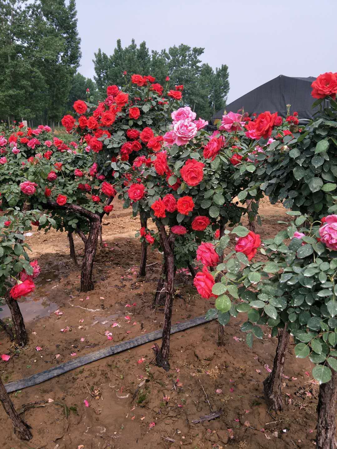 传奇玫瑰花厂家 传奇玫瑰花哪家好 云南传奇玫瑰花图片